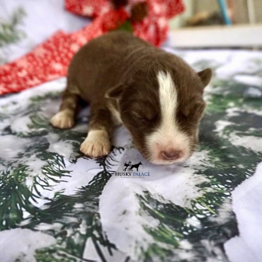 AKC Dr. Cristina Yang 6
